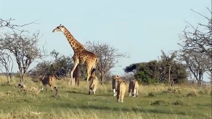 Lion Stalking Baby Giraffe ►Hit the imperial blow of the Giraffe's mother!