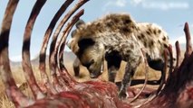 Aboriginal People Robbed Wild Dogs, Leopards, Hunted Lions ► Wild Animals Battle For Survival