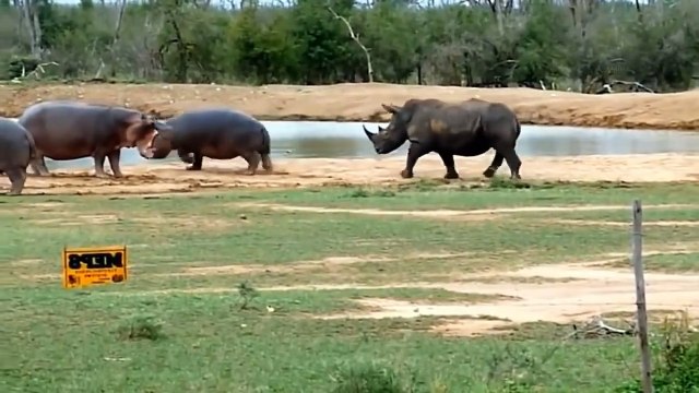 TERRIBLE POWER OF WIDE-MOUTHED HIPPO! ►Gnaw Lion, Crocodile, Knock Rhino, Wild Dogs, Hyena, Elephant