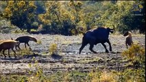 Fierce Hunt In The Wild ►Antelope Vs Hyenas, Lion, Jaguar, Hippo, Rhino