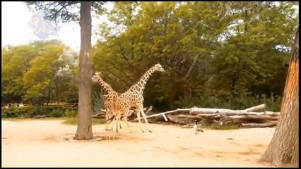 The Mother Giraffe Kicked And Broke The Head Of The Lion And The Rhino When She Intended To Approach