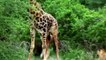 Wildlife Brave Giraffe Kick Five Lion To Save Baby ►Lion Vs Zebra, Wild Dog ►Wild Animal Attack