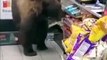 Un ours vient faire ses courses au supermarché