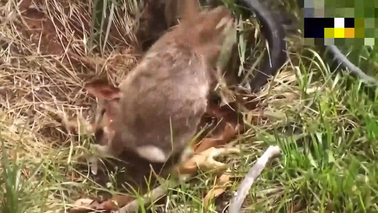 Leopard, The Most Agile And Predatory Big Cat ►Leopard vs Monkey, Warthog And Other Animals