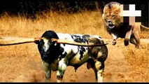 Buffalo fight predators to survive - Wild survival fight Lion, Antelope, Leopard, Crocodile, Tiger