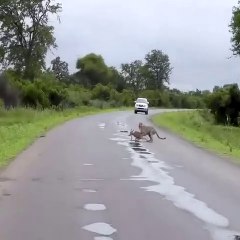 Cheeta Hunting the deer and took it to the forest