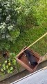 Cat Uses Homemade Elevator to Explore the Garden