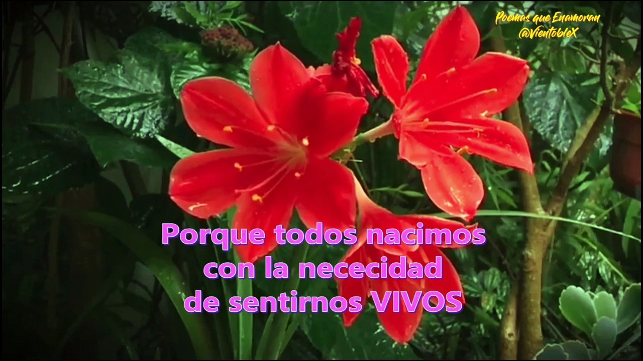 Siempre estare para Ti.Poema romantico para disfrutar