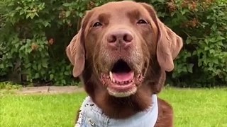 Attack Of The Funny Dogs  The Best Videos About Dogs Part-12