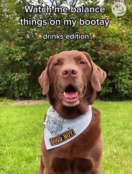 Attack Of The Funny Dogs  The Best Videos About Dogs Part-12