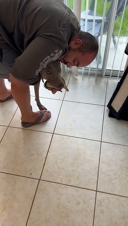 Helping a Duckling Return to Mother That was Caught by Weimaraner