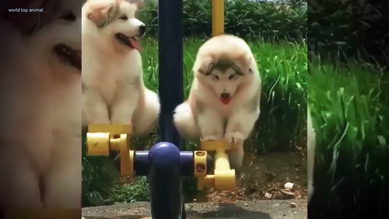 Dog funny video Top animal video