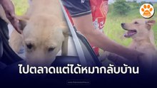 ไปตลาดแต่ได้หมากลับบ้าน  ถ้าไม่มีเจ้าของมาแสดงตัว ก็เลี้ยงน้องต่อ