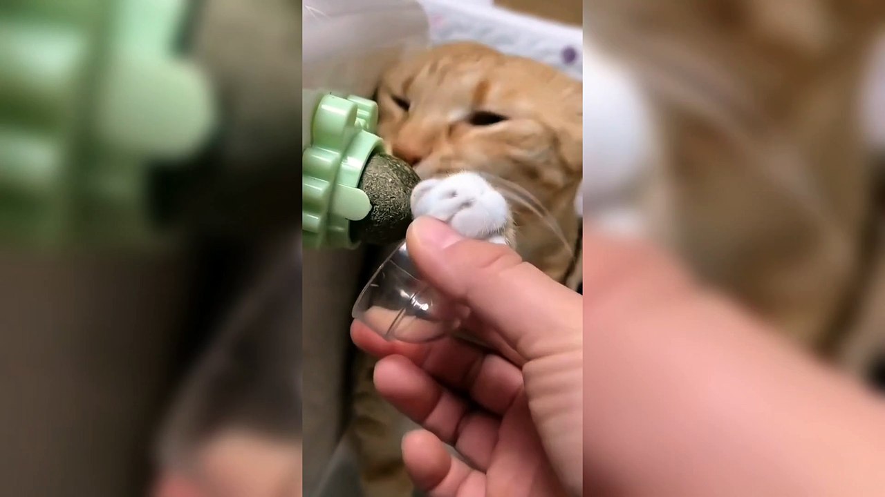 THE BEST CUTE AND FUNNY ANIMAL VIDEOS OF 2022!