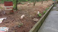 piggy ground