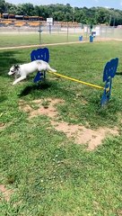 Dog's Jump Lands Short