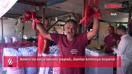 Adana’da salça sezonu başladı, damlar kırmızıya boyandı