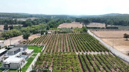 İzmir haberleri: Buca Belediyesi, Bağ Bozumu Bereketini Yurttaşla Paylaştı