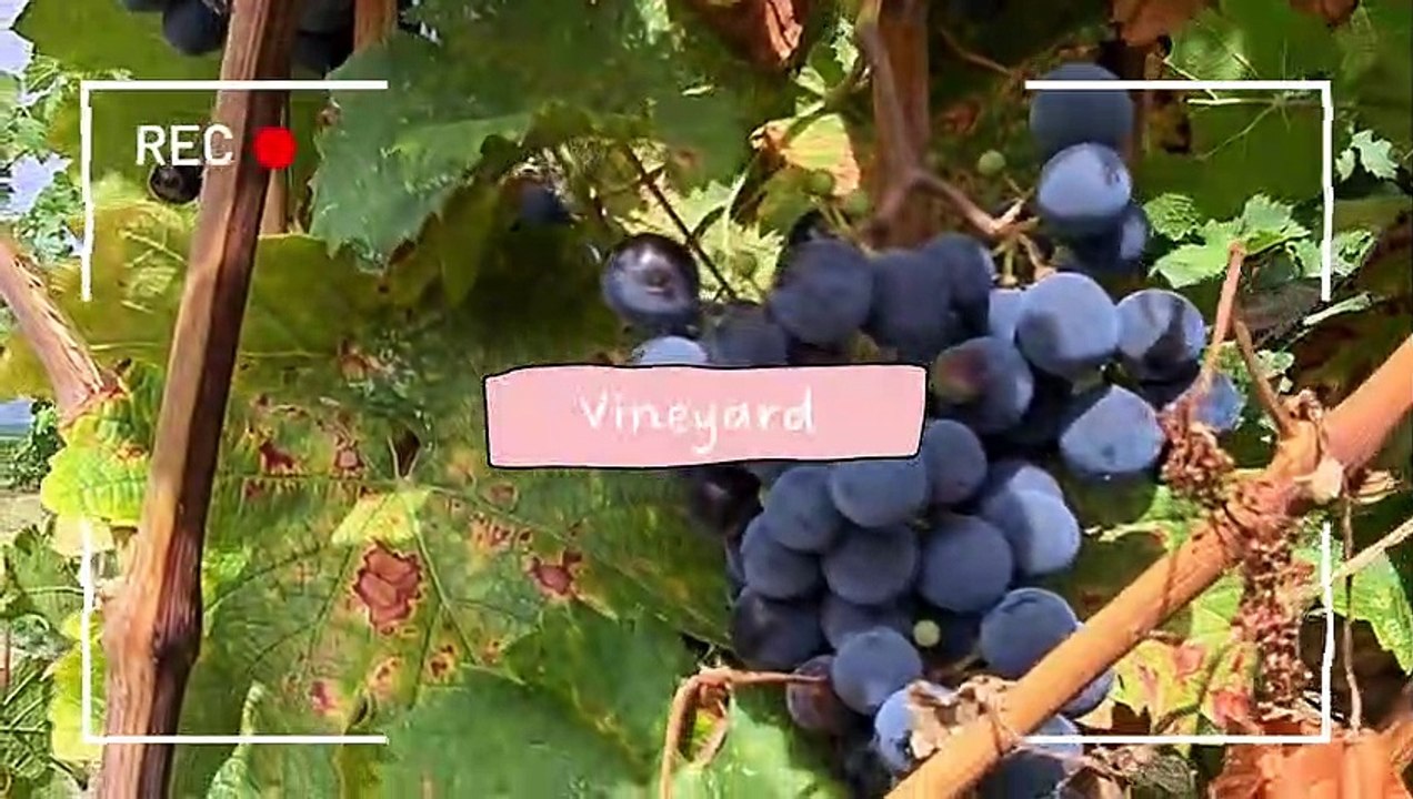 Vineyard Tour