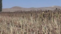 Yağlık ayçiçeği ekim alanı 130 bin dekara yükseldi