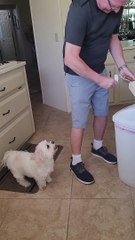 Dog Jumps for Joy Over New Toys