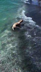 Lucy the Yellow Lab Puppy's First Trip to the Beach