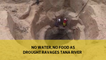 No water, no food as drought ravages Tana River-