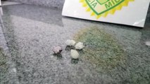 Menor é aprendido com buchas de cocaína no Bairro Brasmadeira