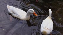 ⃝ Swans Blooming in the Lakes, Meditation Music ,  #Relaxing Yoga Calm Music, Spa ,Study Sleep Music