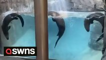 Giant otters do synchronised swimming routine