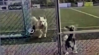 #funniest #falling animals #videoshorts#tiktokvideo #cutest #cats and #crazy #dogs 2022