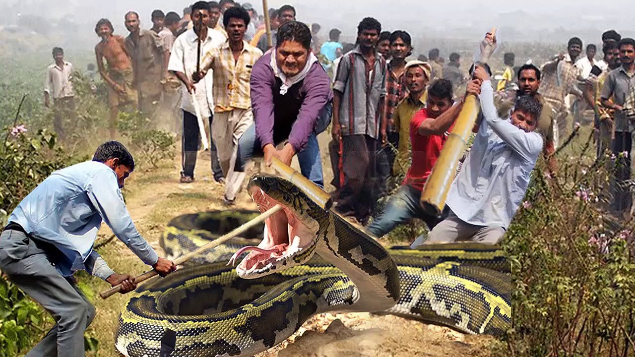 مرعوب .... ثعبان يعود للقرية لينتقم من الشخص الذي قتل رفيقه - ثعبان متخصص في مهاجمة البشر