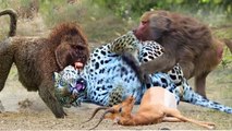 أروع اللحظات! قرد البطل ينقذ إمبالا من الفهد في كروجر ناشونال بارك بابون ضد ليوبارد ، إمبالا