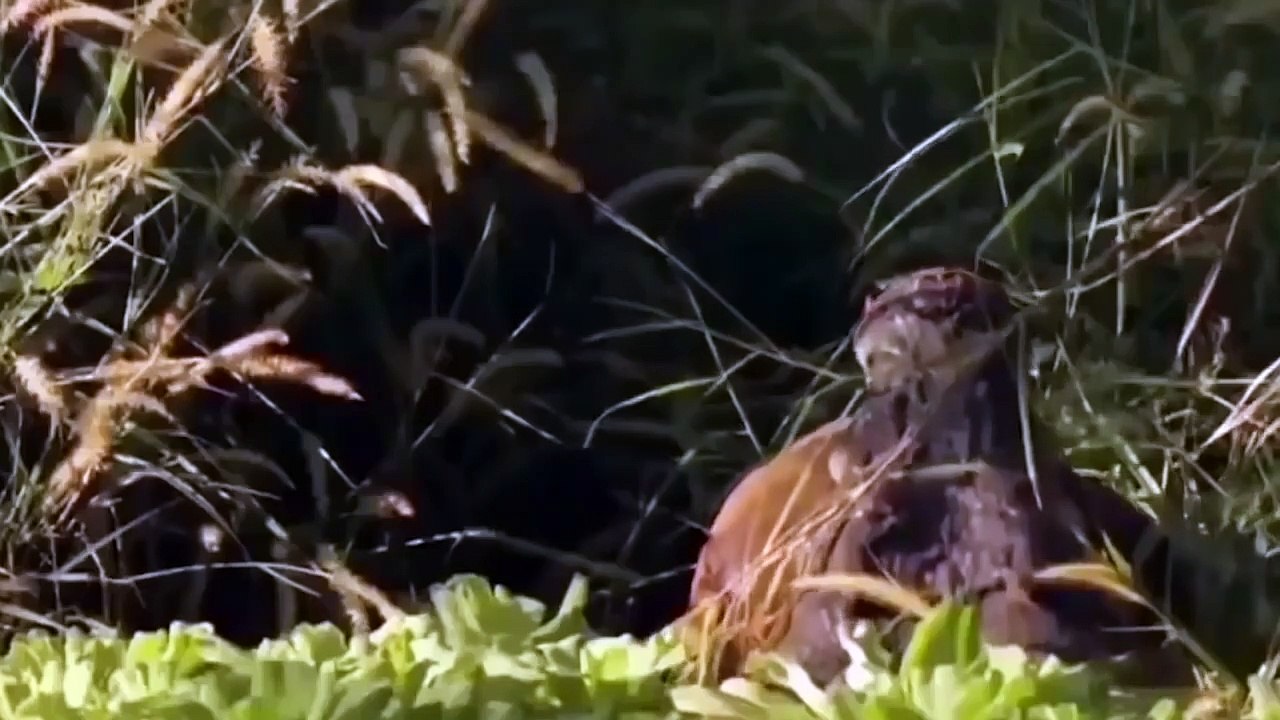 OMG! Cheetah tries to escape the brutal torture of ferocious Crocodiles as he falls into the swamp