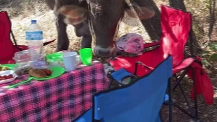İNEK, PİKNİK YAPAN GENÇLERİN MASASINDAKİLERİ YİYİP, UZAKLAŞTI