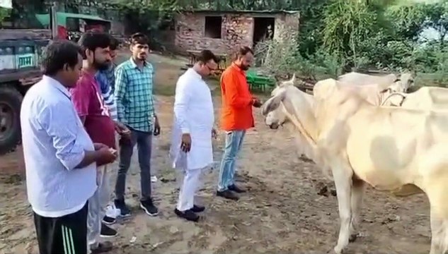 लम्पी स्किन डिजीज से संक्रमित गोवंश की युवा कर रहे है सेवा