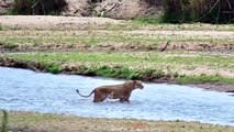 How Wonderful! Buffalo narrowly escaped death after a frenzied attack of ferocious Crocodiles