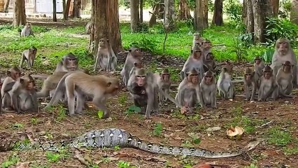 Painful Instead! Poor Baboon Tries To Get Out Of The Giant Python Mouth But Is Mercilessly Swallowed