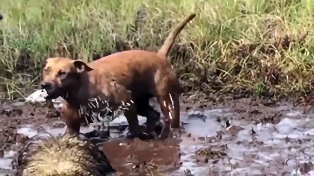 Hedgehog Too Dangerous! Leopard, Pitbull And Python Dies Miserably When Trying To Attack Hedgehog