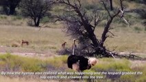 Fast and Dangerous! Lion Steals Baby Ostrich While Mother Ostrich Joins Forces To Attack Cheetahs