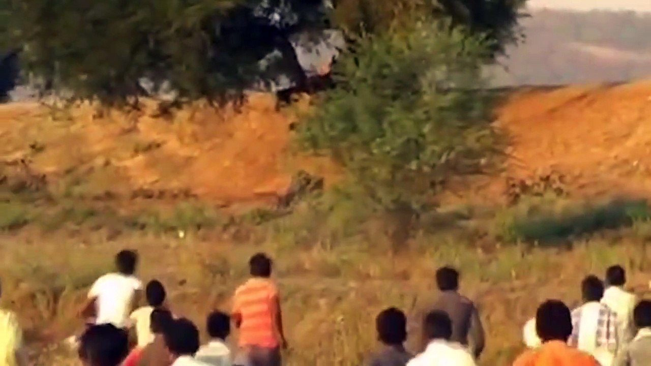 Too Reckless! Man Beat Hungry Tiger Fall Off Cliff To Protect Captured Cattle. Tiger Attacks Dogs