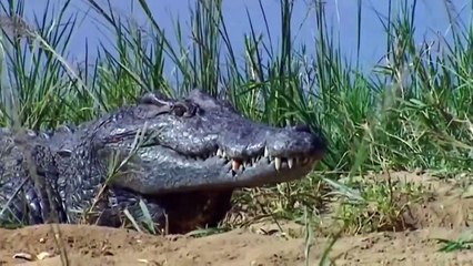 Survival Battle! Crocodile With Python Defeat Lizard To Steal Eggs And Worthy Ending For Thieves