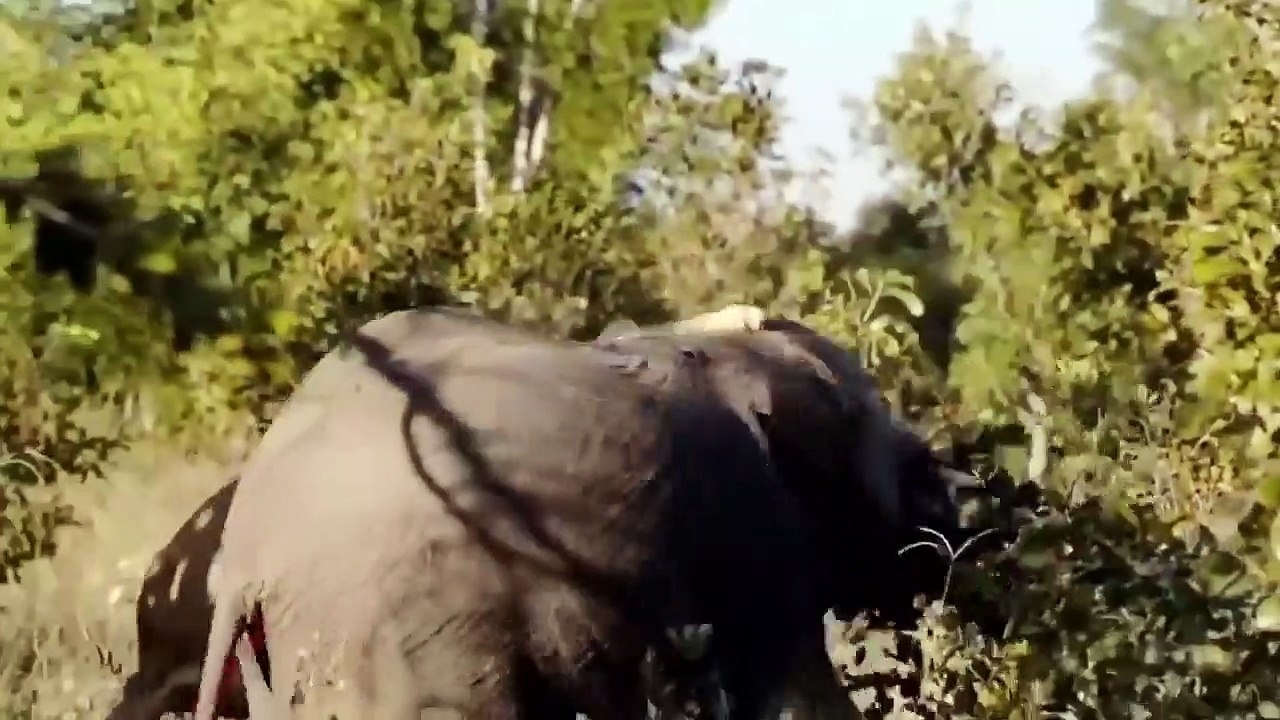 Terrible! Aggressive Elephant Tortures Lion King Family To Death To Avenge The Baby Elephant