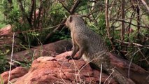 Aghast! Ground Squirrel Team Up With Mongoose Civets, Meerkats Rush And Bullying Yellow King Cobra