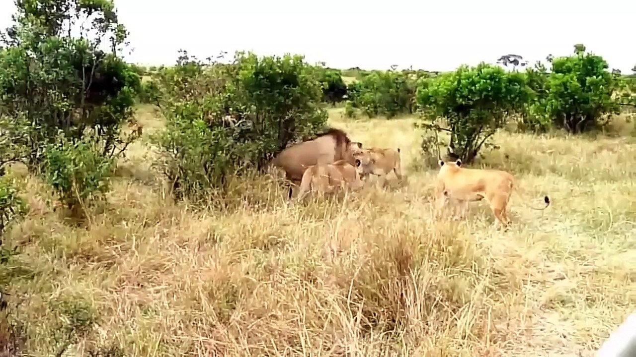 Tragic! The Lion King Leg Was Bitten Off After Food Competition With The Herd► Last Days Lion King