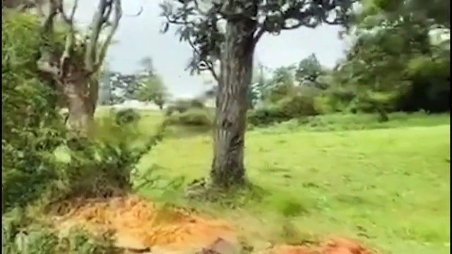 Riot! Leopards Hunt Cows While Pregnant What Happens When Leopard Attacks Villagers' Cattle