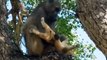 Scary Revenge! Baboon Kidnap The Lion Cub And Tortures It To Death Right In Front Of The Mother Lion