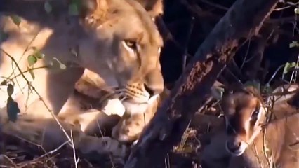 Strange Story! Lion Fights With Mother Oryx To Steal Baby Oryx And Raise It Like Her Own Child