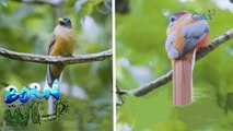 Born moments: Philippine Trogon couple| Born to be Wild