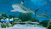 Born moments: Blacktip rip sharks | Born to be Wild